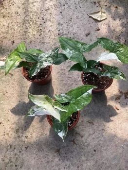 Syngonium Podophyllum Indoor Green Potted Plants - Guangzhou Yihe Gardening Co., Ltd. - China