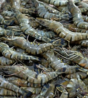 High quality wholesale Fresh Tiger Prawns/wild Shrimps/chilled Seafood.FROZEN FRESH BLACK TIGER SHRIMP. - Almaa SCS - Belgium