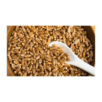 Hard Wheat Grains Natural Cereal Product Wholesale Export Grade Supply High Purity Hard Wheat Grains - MASI TRADING GMBH - Germany