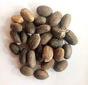 JATROPHER SEEDS Grade AA Shape LONG Drying Process SUN Shelf Life 24 MONTHS Max. Moisture (%) 12 Packaging 50 KG BAGS Fuel Alternative Diesel Oil - AGRO AFRIQUE COMPANY LIMITED - Tanzania
