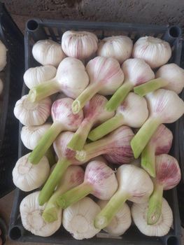 fresh green garlic Organic No Origin Uzbekistan Type Fresh green garlic Delivery Form Box plastic Packaging Size > 5 kg to 10 kg - Freeze Dried Fruit LTD - Uzbekistan