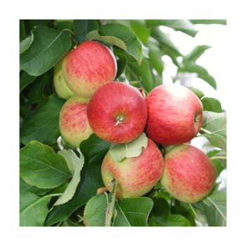 Fresh Red Delicious Apples Premium Quality Bulk Supply for Wholesale - Mundus Exports Pty Ltd - South Africa