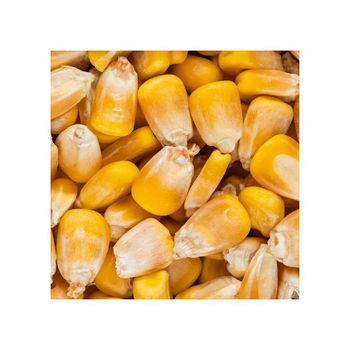 Yellow Corn/Maize for Animal Feed / YELLOW CORN FOR POULTRY FEED Cheap Price - GOLDEN STAR BV - South Africa