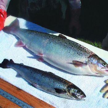 Fresh Norwegian Salmon Chilled Atlantic Fish Selection For Wholesale Seafood Supply And Fresh Market Demand - TOSOH INTERNATIONAL - South Africa