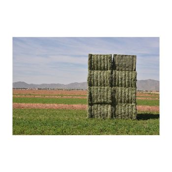 Alfalfa hay available for cheap price volume sourcing with reliable stock – product photo, Hay products found from trusted suppliers, wholesalers, manufacturers & exporters Listing