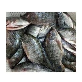 Exporters Farming Buyers Black Whole Poisson Frozen Price Per Kg Fresh Fish Tilapia -  CALIPSO POLSKA SP Z OO  - Poland