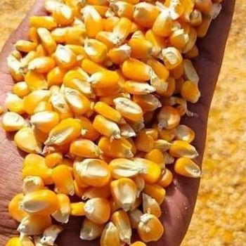 YELLOW CORN - AGRO AFRIQUE COMPANY LIMITED - Tanzania