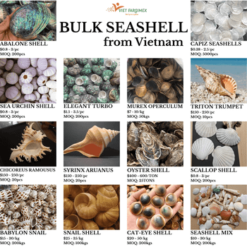 Seashell Mix from Vietnam - for Gifts & Decoration Origin Vietnam Texture Natural Type Bulk Natural Marine Seashells Sourcing Method Sustainably Sourced - VIET FARGIMEX COMPANY LIMITED - Vietnam