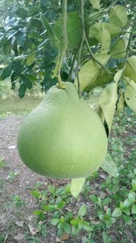 Pummelo from Thaiwaysinternational(Thailand)Co.,Ltd Pummelo - Thaiwaysinternational(Thailand)Co.,Ltd - Thailand
