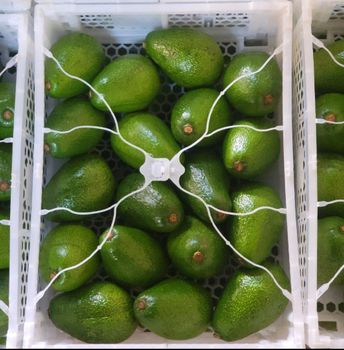 Avocado - Kwanda Organics - France