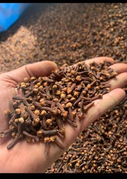 LALPARI CLOVES Features Organic Color Brownish-red Water Content 4-5%% Packaging Size 50 Kg Cleanliness Level 1%% Shelf Life Up To 2 Years - Pt. Nusantara Global Exportindo - Indonesia
