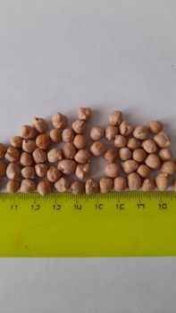 Dried Chickpea (FOB Novorossysk) - Business Partner LLC - Russian Federation