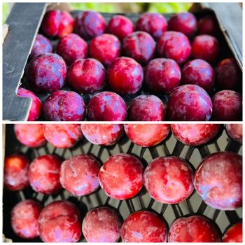 fresh plums🍒 Grade 1 Form Egypt Origin Egypt Texture Juicy Color Vibrant Certifications Lab Test Reports Available Flavor Rich And Refreshing With Sweet-tart Taste - ahlamfoods - Egypt