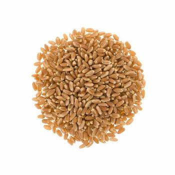 Freshly Harvested Wheat Grain With Healthy Wheat Kernels And Premium Bulk Quality - THE GREEN INTERNATIONAL LIMITED - Tanzania
