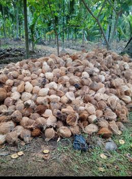 Fresh Whole Mature Coconut Grade A - S, M, L, XL for Export - PT An-Nisa FarmExport - Indonesia