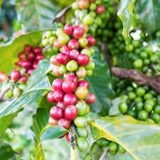 Green Coffee Beans (Unroasted Coffee Beans