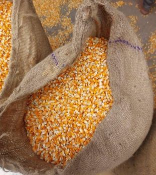 Premium Stock Shop GMO Grade 1 99.99% Purity Golden Yellow Freeze-Dried Fresh Corn Grains for Animal & Poultry Feed Yell - EcoRoma GmbH - Germany