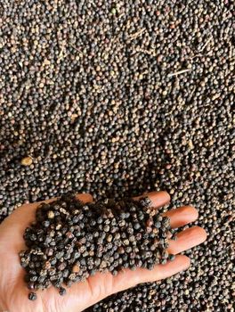 Seeking Top-Quality Spice Suppliers: Pepper, Coriander Seed, Cardamom Ground Needed – product photo, Green Cardamom Spice products found from trusted suppliers, wholesalers, manufacturers & exporters Listing