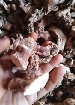 Dried Galangal Root - Dhanesa rembulan - Indonesia