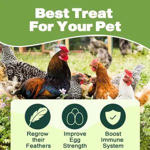 Dried Black Soldier Fly Larvae Chicken Worms All Natural High Protein 0-99g Joint Health 1Y 2Y FDA Vet - Becky Co., Ltd - China