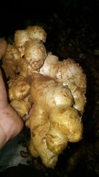 FRESH GINGER Origin Indonesia Product Type Beverages, Fruits & Vegetables, Spices, Spices, Seasonings & Flavors - PT. SAMUDRA INTERNATIONAL COMMERCE - Indonesia