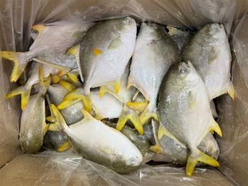 Good Quality Frozen Seafood Frozen Golden Pomfret Frozen Golden Pompano Fish - VERTEX TRADING LIMITED - United Kingdom