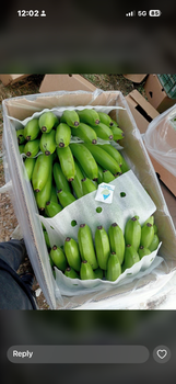 G9 cavendish banana from Ishanvi Consultant and Contractor G9 cavendish banana - Ishanvi Consultant and Contractor - India