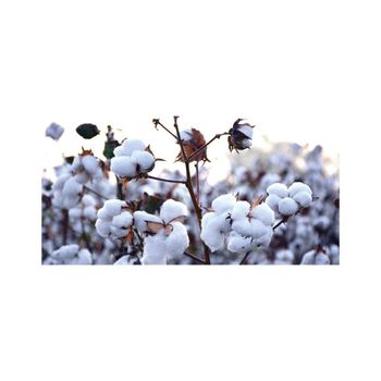 Affordable raw cotton available for textile mills and buyers - AMAC GOLD AND DIAMOND METALS SUPPLIER - Germany