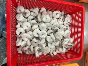 Frozen Hoso Shrimp Fresh Frozen Seafood Selection With Uniform Sizing For Retail Supply And Import Distribution - TOSOH INTERNATIONAL - South Africa
