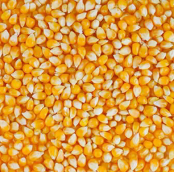 yellow corn grain Incoterm Fob Color Yellow Features Organic Origin Madagascar Shipping Term Fob Packaging Size > 25 kg Delivery Form Bag, Sacks - Spice Trade Ventures - Madagascar