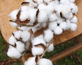 Upland Cotton Seeds for Planting - Beautiful Flowers & Fluffy Bolls - CUBICDIOC GENERAL SOLUTION - Tanzania