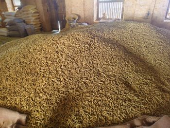 Turmeric Fingers double coated from Shelton Turmeric Fingers double coated - Shelton - India