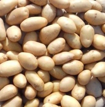 Potato, Fresh Potato, Mozika Potatoes, Laddy Rosetta Potato Origin Asia Features Vegan Product Type Fruits & Vegetables - Evergreen Packages Private Limited - Pakistan