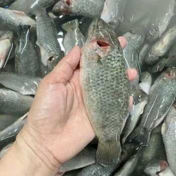 Frozen Perch -  Huvy Export Import Co., Ltd.  - Vietnam