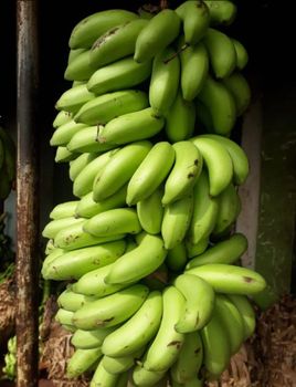 Kanyakumari, Tirunelveli district Bananas from TRISEA TRADING Kanyakumari, Tirunelveli district Bananas – product photo, Organic Fresh Bananas products found from trusted suppliers, wholesalers, manufacturers & exporters Listing