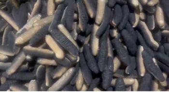Processed Dried A grade sea cucumber from Dai Ichi Intertrade Pte Ltd Processed Dried A grade sea cucumber - Dai Ichi Intertrade Pte Ltd - Singapore