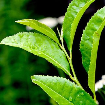 Hot Selling Dragon Well Green Tea Organic Refined Green Tea Loose Leaf - BF GLOBAL TRADING (PTY) LTD - South Africa