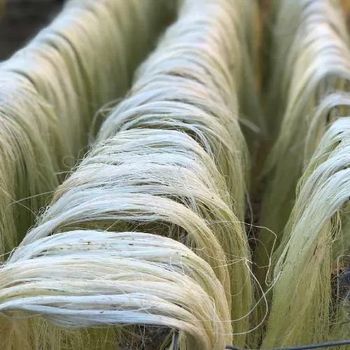 Eco-Friendly Sisal Fibre Natural Color Grade 90-120cm Length Low Price Raw Pattern for Industrial Use Concrete For Sale - Carla Pisselli Commercio - Brazil