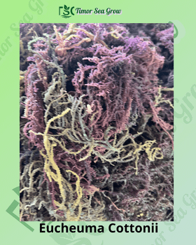 Dried Seaweed-Eucheuma Cottonii Grade A Purity ≥ 92.9% Impurities ≤ 1% Origin Indonesia Max. Moisture (%) 33% Moisture Content ≤ 35% - Timor Sea Grow - Indonesia