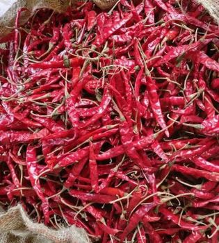Coriander Turmeric Red Chilly from Green Plants import & Export Coriander Turmeric Red Chilly – product photo, Spices products found from trusted suppliers, wholesalers, manufacturers & exporters Listing