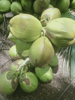 Coconut Form Whole Organic Yes Origin India Degree of Processing Fresh - HK ENTERPRISE - India