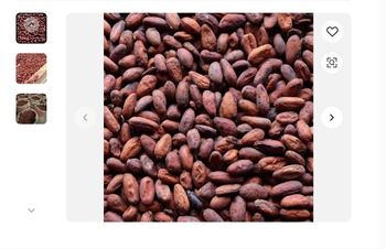 Cocoa dried beans from SOURCE GLOBAL TRADING GROUP Cocoa dried beans - SOURCE GLOBAL TRADING GROUP - South Africa