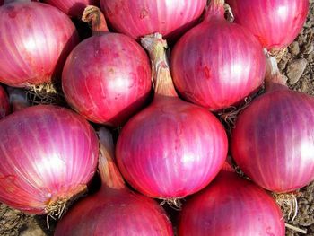 Premium Fresh Red Onions Exporter Organic Yes Origin Other, inida Form Cubes, Rings, Whole Degree of Processing Dried - PrimeCrop Exports - India