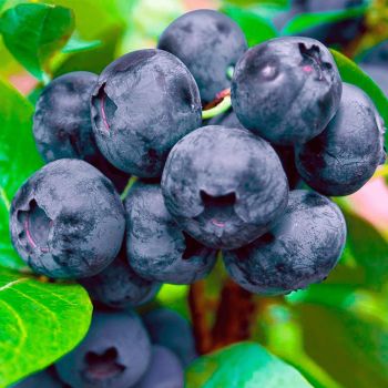 Fresh Blueberries for sale Organic Yes Origin South Africa Degree of Processing Fresh, Frozen - NINE FRUITS EXPORTS (PTY) LTD - South Africa