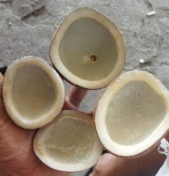 Coconut copra white - PT RAGIL JAYA MANDIRI PROJECT - Indonesia