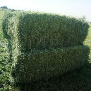 Premium Rhodes Grass Hay - Warshnan - Pakistan