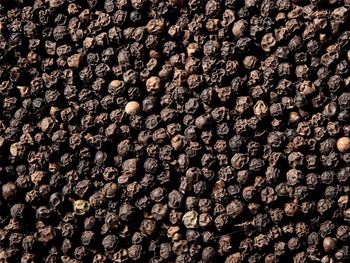 Vietnam Black Pepper  Shelf Life 24 - Agri Sung - United Arab Emirates