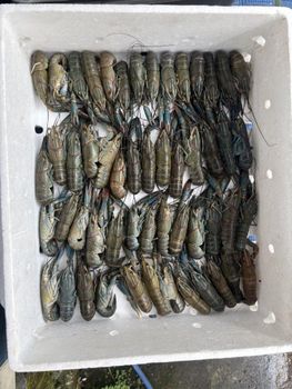 Red claw crayfish Origin Indonesia Price M ($65), L ($100) Size Range M (4-6 Inch), L (8-10 - king lobster.ID - Indonesia