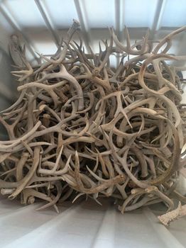 Reliable Red Deer Antler Horn Durable Natural Dog Chew Wholesale Price High Demand Product For Pet Supply Stores - CPW TRADE LTD - United Kingdom