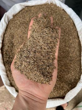 Caraway Seeds - PURE VOLL FOODSTUFF TRADING LLC - United Arab Emirates